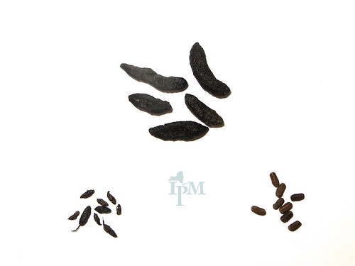 Cornell IPM comparison of Norway rat, American cockroach and mouse droppings, clockwise from the top