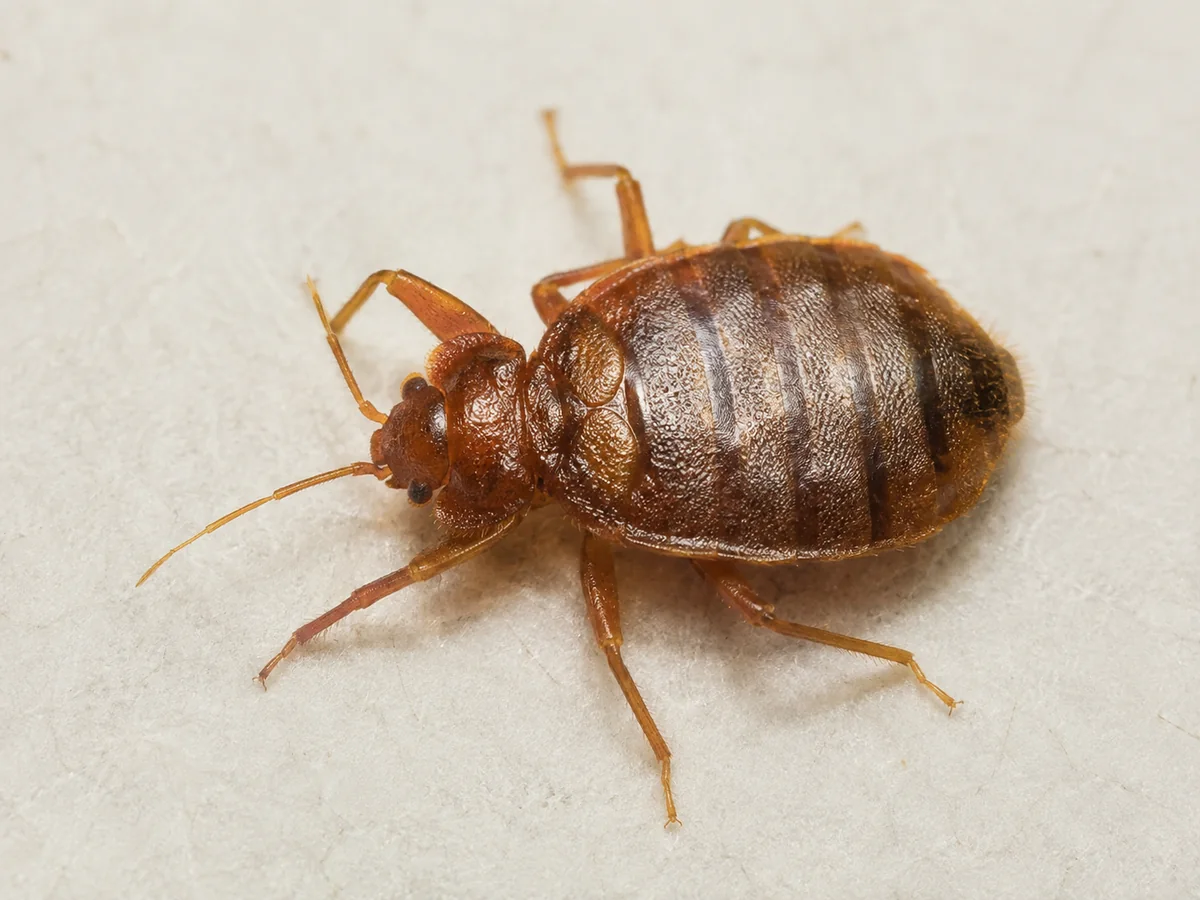 Close-up of a bed bug on a light surface