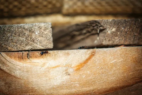 Ants on a wooden surface