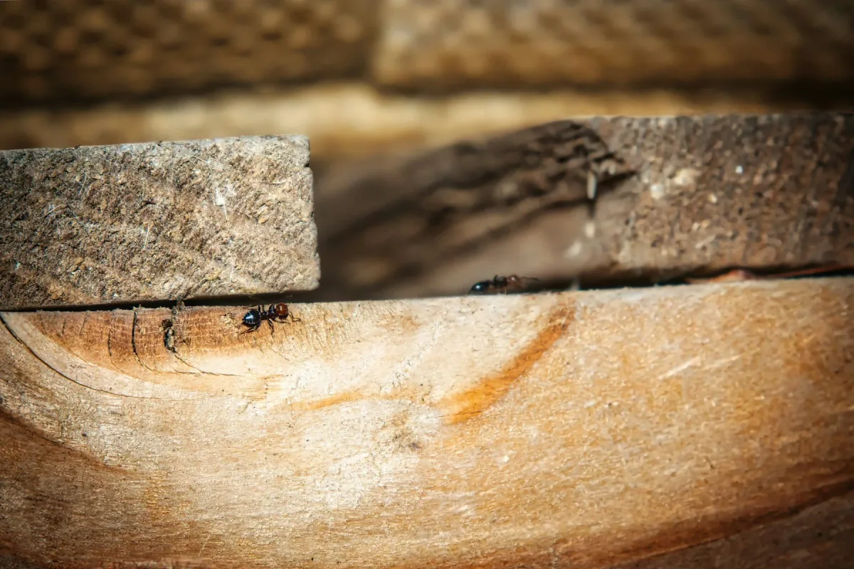 Ants on a wooden surface