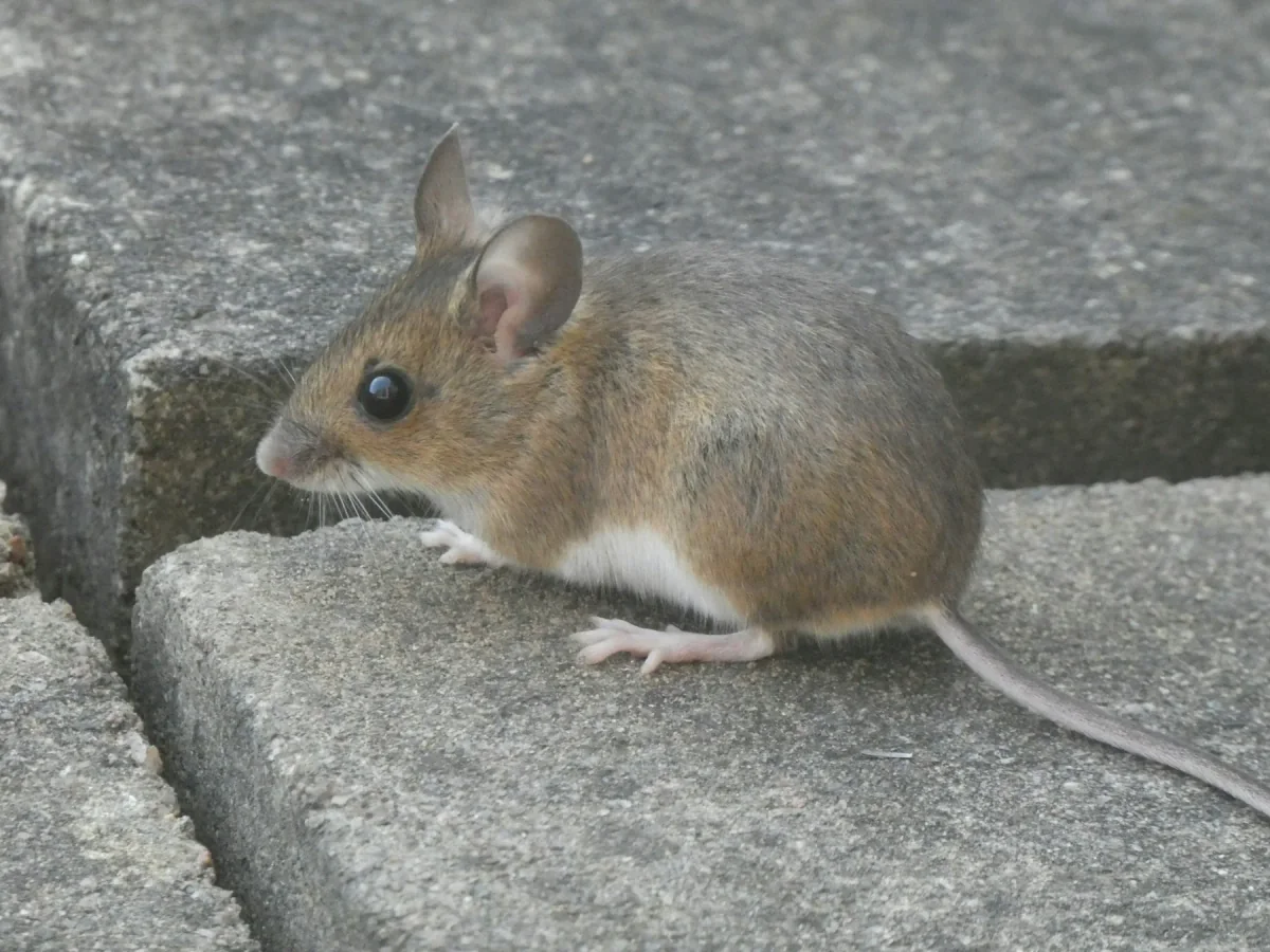 Mouse on a rough stone surface
