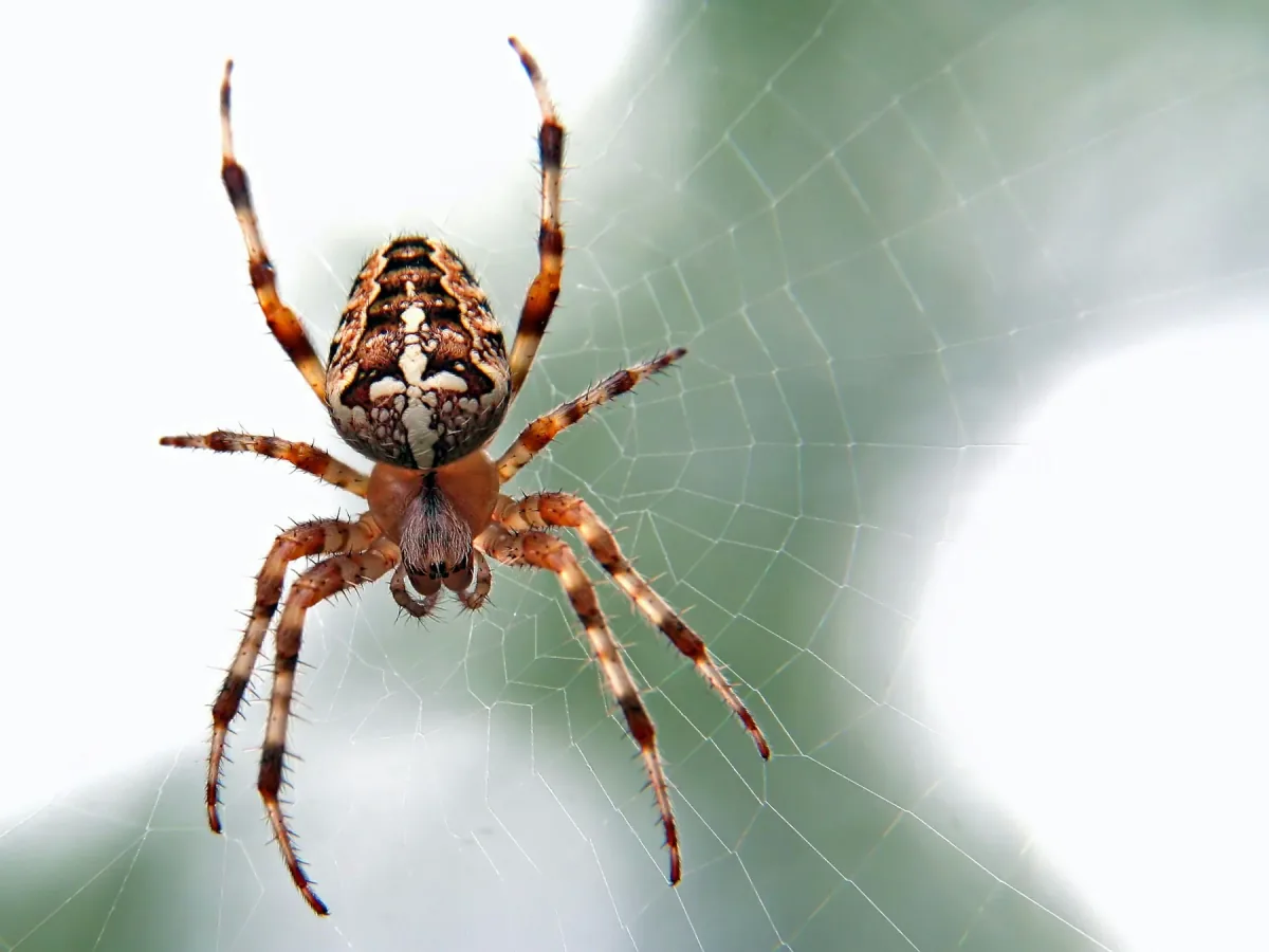 Spider resting on a web