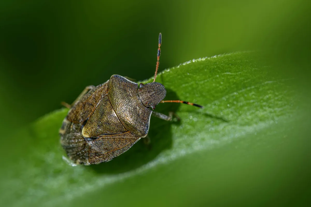 Brown shield-shaped bug on a green leaf