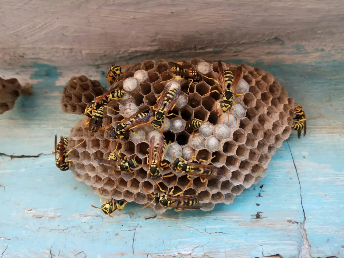 Wasps on an exposed nest attached to a wooden surface